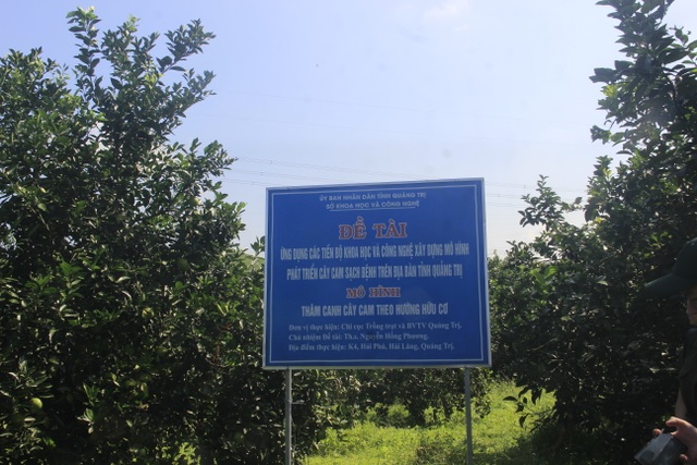 Quảng Trị: Trồng cam hữu cơ, mỗi vụ thu gần nửa tỷ đồng - 7 Quảng Trị: Trồng cam hữu cơ, mỗi vụ thu gần nửa tỷ đồng - 7