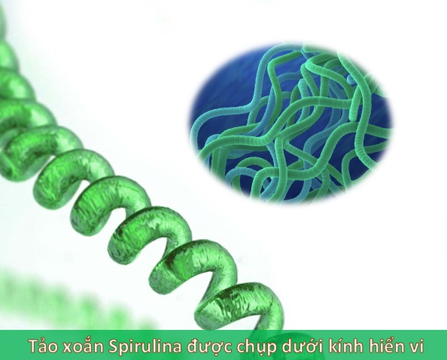 Những tác dụng ngạc nhiên của vi tảo Spirulina trong phòng và điều trị ung thư - 1
