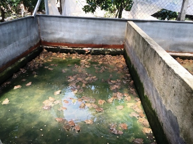 Khánh Hòa: Nuôi ếch ộp ở chuồng heo cũ kiếm gần 20 triệu đồng/tháng - 4 Khánh Hòa: Nuôi ếch ộp ở chuồng heo cũ kiếm gần 20 triệu đồng/tháng - 4