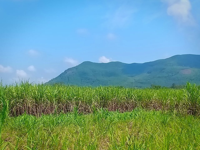 Người trồng mía khốn đốn vì công ty mía đường không chịu trả nợ - 3 Người trồng mía khốn đốn vì công ty mía đường không chịu trả nợ - 3