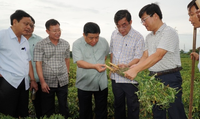 Quảng Trị:  Trồng sâm Bố Chính trên đất đỏ bazan, thu lãi hơn nửa tỷ đồng - 1