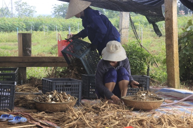 Quảng Trị:  Trồng sâm Bố Chính trên đất đỏ bazan, thu lãi hơn nửa tỷ đồng - 2