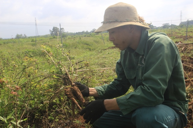 Quảng Trị:  Trồng sâm Bố Chính trên đất đỏ bazan, thu lãi hơn nửa tỷ đồng - 5