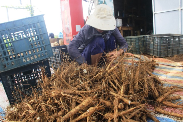 Quảng Trị:  Trồng sâm Bố Chính trên đất đỏ bazan, thu lãi hơn nửa tỷ đồng - 6