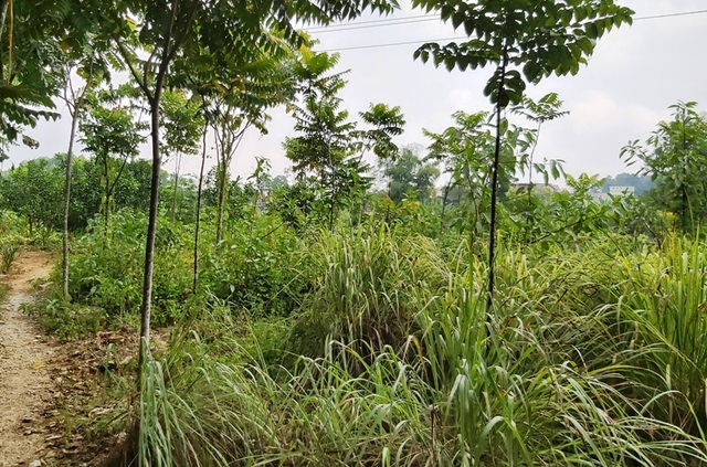 Quy hoạch đất bị “đổ nhầm mầu mực” tại Thanh Hoá: Do sai sót về nghiệp vụ! - 1 Quy hoạch đất bị “đổ nhầm mầu mực” tại Thanh Hoá: Do sai sót về nghiệp vụ! - 1