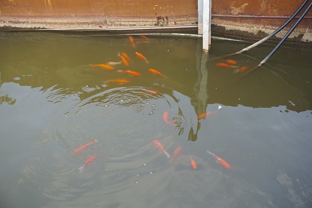 Sau 1 tháng, đàn cá Koi tại sông Tô Lịch bây giờ ra sao? - 4 Sau 1 tháng, đàn cá Koi tại sông Tô Lịch bây giờ ra sao? - 4