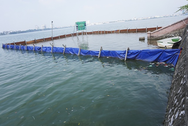 Sau 1 tháng, đàn cá Koi tại sông Tô Lịch bây giờ ra sao? - 5 Sau 1 tháng, đàn cá Koi tại sông Tô Lịch bây giờ ra sao? - 5