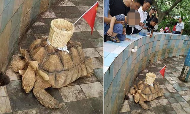 Rùa bị ép đeo sọt mây cắm cờ Trung Quốc để nhận tiền của du khách - 1 Rùa bị ép đeo sọt mây cắm cờ Trung Quốc để nhận tiền của du khách - 1