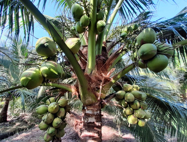Nguồn gốc và lịch sử phát triển của giống dừa xiêm xanh và dừa mã lai là gì?
