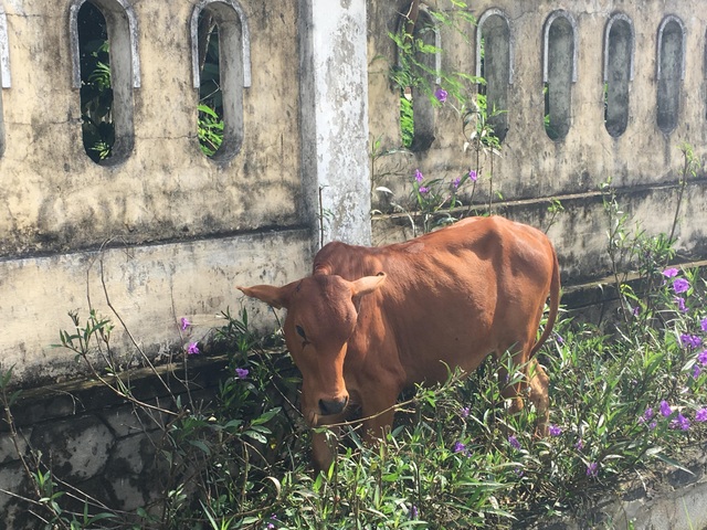 Đề nghị báo cáo vụ cụ già không còn sức lao động vẫn được tặng bò thoát nghèo - 2 Đề nghị báo cáo vụ cụ già không còn sức lao động vẫn được tặng bò thoát nghèo - 2