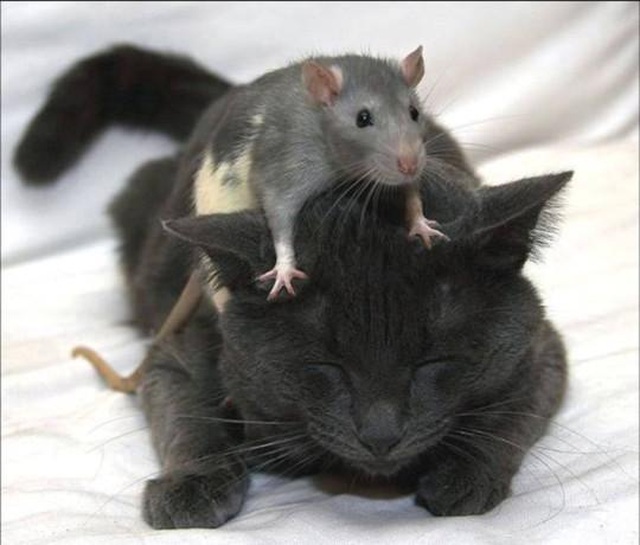 Mèo Kitys 69 của Calibra: Chú mèo công nghệ 4.0 - Giải pháp đuổi chuột hiệu quả - 2 Mèo Kitys 69 của Calibra: Chú mèo công nghệ 4.0 - Giải pháp đuổi chuột hiệu quả - 2