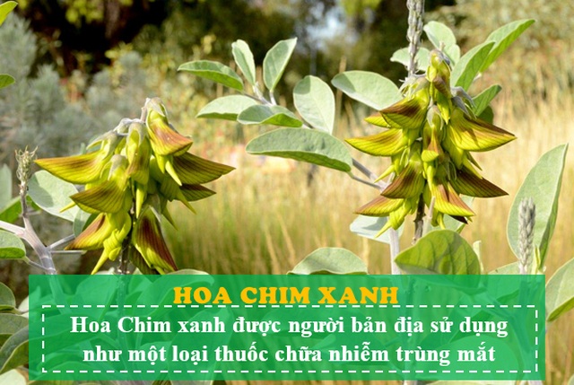 Loài hoa kỳ lạ có hình dáng y hệt chú chim thu hút hàng chục ngàn lượt tương tác - 6 Loài hoa kỳ lạ có hình dáng y hệt chú chim thu hút hàng chục ngàn lượt tương tác - 6