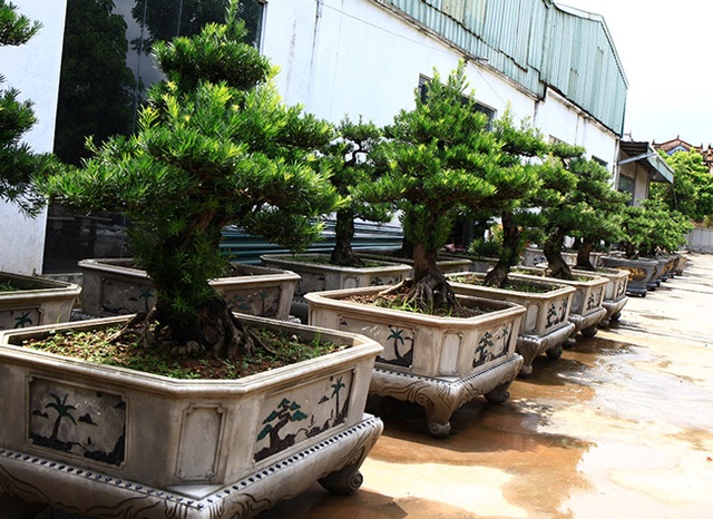 Đột nhập vườn tùng cổ hàng trăm tỷ của đại gia Hưng Yên - 1 Đột nhập vườn tùng cổ hàng trăm tỷ của đại gia Hưng Yên - 1