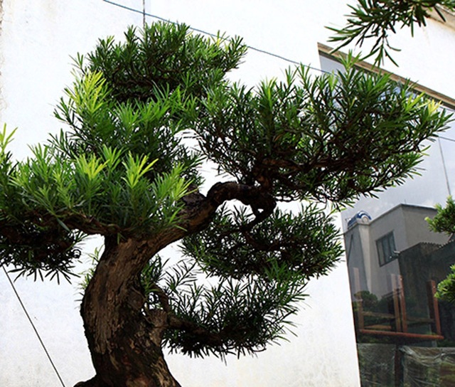 Đột nhập vườn tùng cổ hàng trăm tỷ của đại gia Hưng Yên - 6 Đột nhập vườn tùng cổ hàng trăm tỷ của đại gia Hưng Yên - 6