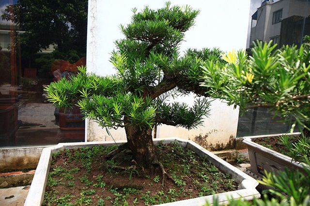 Đột nhập vườn tùng cổ hàng trăm tỷ của đại gia Hưng Yên - 9 Đột nhập vườn tùng cổ hàng trăm tỷ của đại gia Hưng Yên - 9