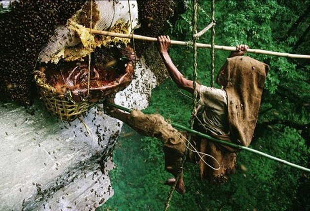 Liều mạng lấy thứ bán 4 triệu đồng/kg, sẩy chân là tan xương nát thịt - 1 Liều mạng lấy thứ bán 4 triệu đồng/kg, sẩy chân là tan xương nát thịt - 1