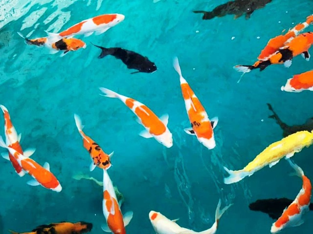 “Mục sở thị” nuôi, nhân giống cá Koi Nhật Bản tại Bình Định - 4 “Mục sở thị” nuôi, nhân giống cá Koi Nhật Bản tại Bình Định - 4