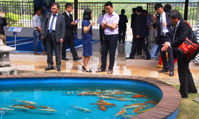 “Mục sở thị” nuôi, nhân giống cá Koi Nhật Bản tại Bình Định - 2 “Mục sở thị” nuôi, nhân giống cá Koi Nhật Bản tại Bình Định - 2