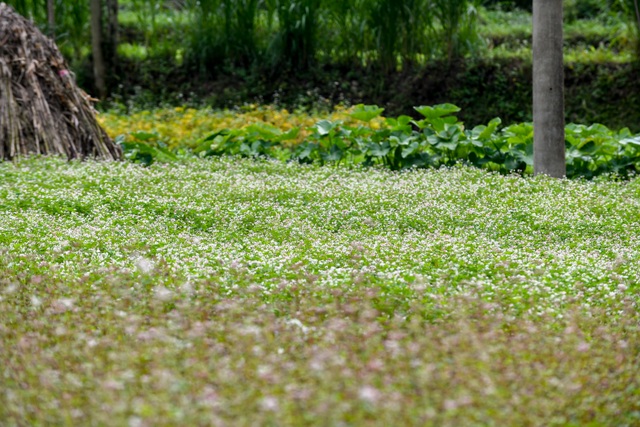 Thế là, mùa tam giác mạch đã về với Hà Giang! - 2