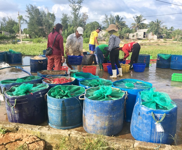 Quảng Bình: Dân bãi ngang thoát nghèo nhờ ...nuôi cá lóc trên vùng cát trắng - 6 Quảng Bình: Dân bãi ngang thoát nghèo nhờ ...nuôi cá lóc trên vùng cát trắng - 6