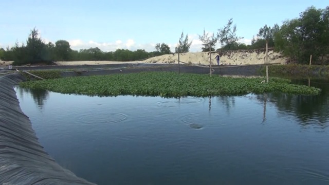 Quảng Bình: Dân bãi ngang thoát nghèo nhờ ...nuôi cá lóc trên vùng cát trắng - 1 Quảng Bình: Dân bãi ngang thoát nghèo nhờ ...nuôi cá lóc trên vùng cát trắng - 1