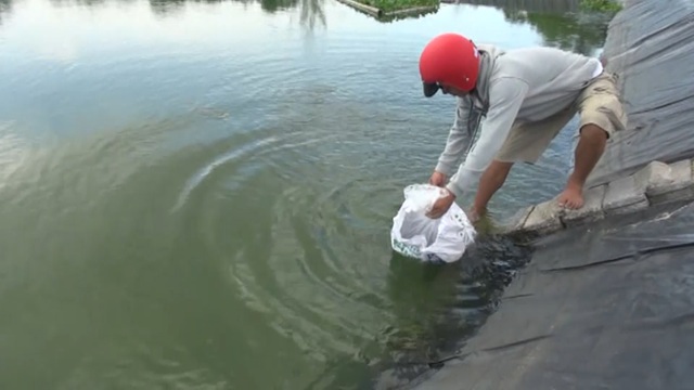 Quảng Bình: Dân bãi ngang thoát nghèo nhờ ...nuôi cá lóc trên vùng cát trắng - 2 Quảng Bình: Dân bãi ngang thoát nghèo nhờ ...nuôi cá lóc trên vùng cát trắng - 2
