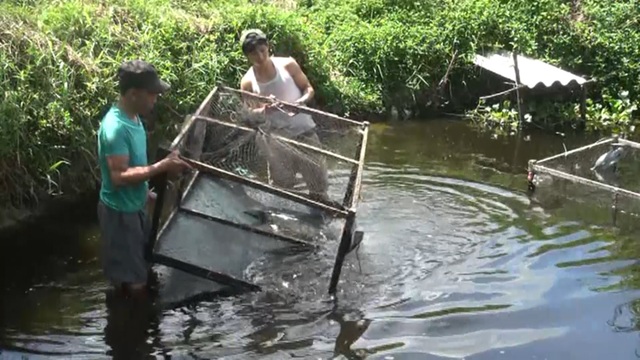 Quảng Bình: Dân bãi ngang thoát nghèo nhờ ...nuôi cá lóc trên vùng cát trắng - 4 Quảng Bình: Dân bãi ngang thoát nghèo nhờ ...nuôi cá lóc trên vùng cát trắng - 4
