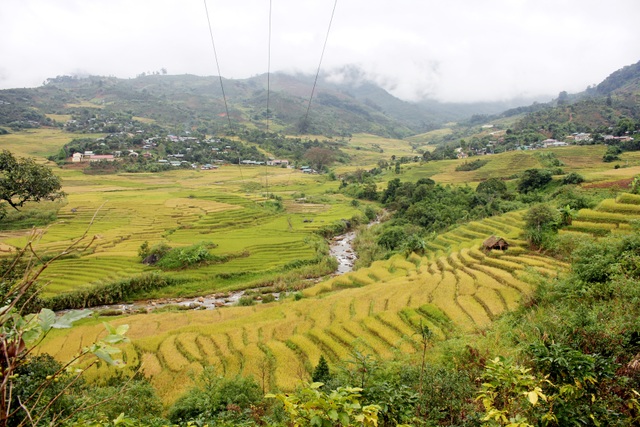 Mùa lúa vàng trên “xứ sở sương mù” Măng Ri - 12 Mùa lúa vàng trên “xứ sở sương mù” Măng Ri - 12