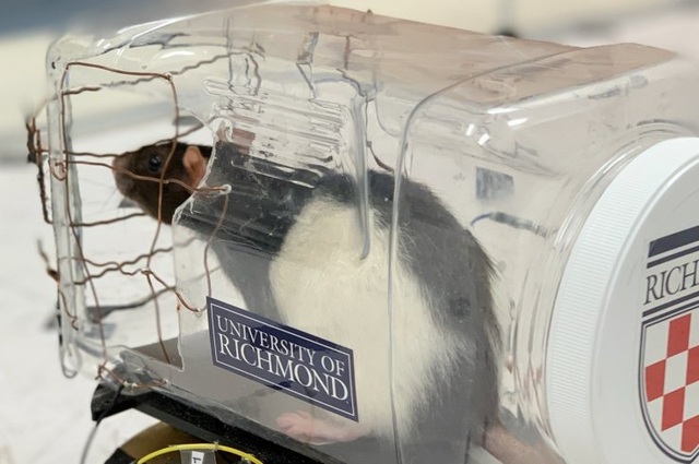Khoa học hành vi: Chuột có thể được đào tạo để lái xe? - 1