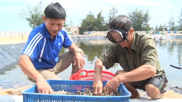 Anh nông dân Quảng Bình thu lãi 1,5 tỷ đồng mỗi năm nhờ nuôi ốc hương - 3 Anh nông dân Quảng Bình thu lãi 1,5 tỷ đồng mỗi năm nhờ nuôi ốc hương - 3