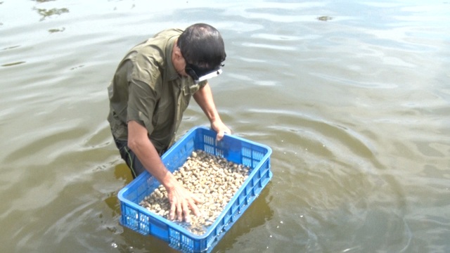 Anh nông dân Quảng Bình thu lãi 1,5 tỷ đồng mỗi năm nhờ nuôi ốc hương - 7 Anh nông dân Quảng Bình thu lãi 1,5 tỷ đồng mỗi năm nhờ nuôi ốc hương - 7