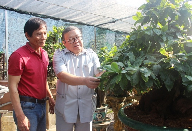 Nông dân mách nước trồng mai bonsai, thu nhập vài trăm triệu đồng mỗi năm - 3 Nông dân mách nước trồng mai bonsai, thu nhập vài trăm triệu đồng mỗi năm - 3
