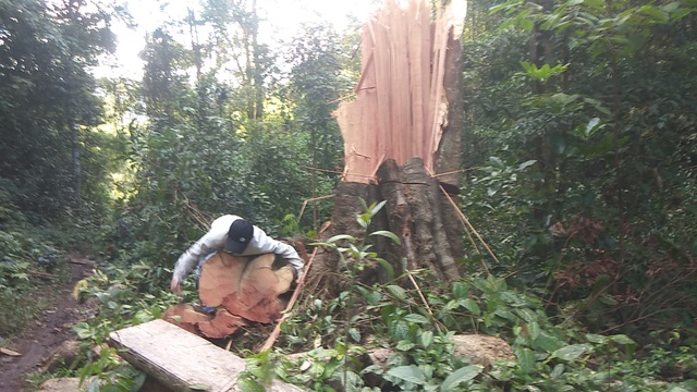 UBND tỉnh Gia Lai chỉ đạo làm rõ việc rừng cổ thụ Mang Yang bị phá tan hoang! - 2 UBND tỉnh Gia Lai chỉ đạo làm rõ việc rừng cổ thụ Mang Yang bị phá tan hoang! - 2