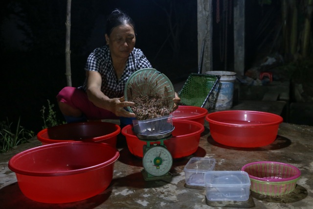 Hải Dương: Chong đèn đi săn lộc trời, kiếm hàng chục triệu mỗi đêm - 11 Hải Dương: Chong đèn đi săn lộc trời, kiếm hàng chục triệu mỗi đêm - 11