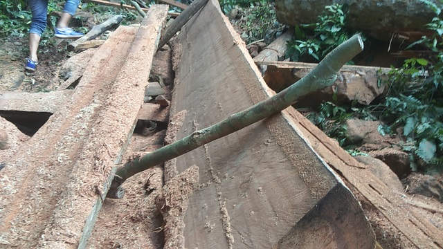 Vụ phá rừng Mang Yang: Phát hiện 2 hộ dân chặt cây về làm nhà - 1 Vụ phá rừng Mang Yang: Phát hiện 2 hộ dân chặt cây về làm nhà - 1