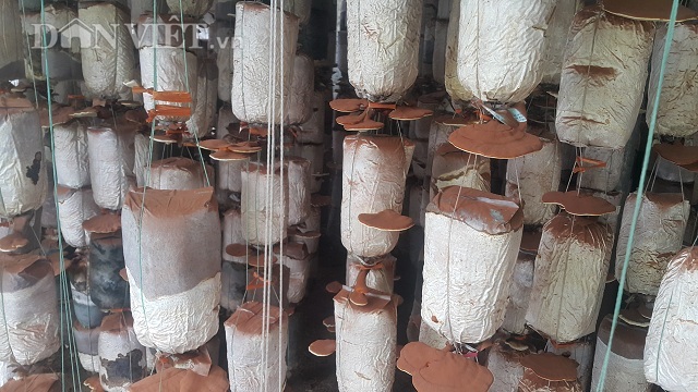 Nam Định: Kỹ sư địa chất về quê trồng đủ thứ nấm, lãi 400 triệu đồng/năm - 4 Nam Định: Kỹ sư địa chất về quê trồng đủ thứ nấm, lãi 400 triệu đồng/năm - 4