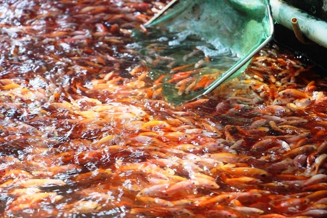 Nuôi bạt ngàn loài cá siêu đẹp, anh Luyện đút túi hơn 2 tỷ đồng mỗi năm - 1 Nuôi bạt ngàn loài cá siêu đẹp, anh Luyện đút túi hơn 2 tỷ đồng mỗi năm - 1