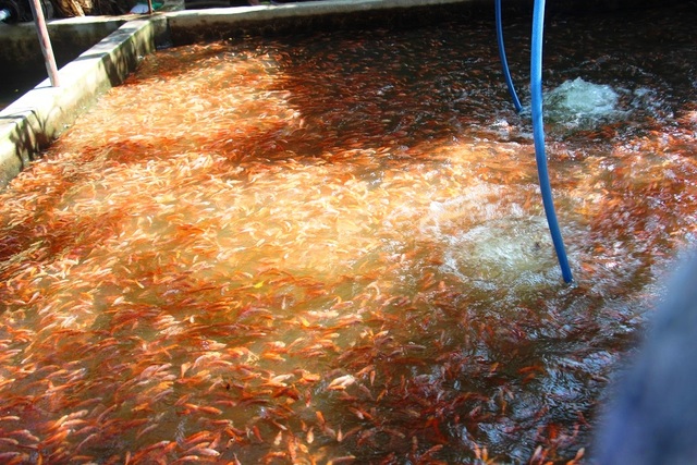 Nuôi bạt ngàn loài cá siêu đẹp, anh Luyện đút túi hơn 2 tỷ đồng mỗi năm - 10 Nuôi bạt ngàn loài cá siêu đẹp, anh Luyện đút túi hơn 2 tỷ đồng mỗi năm - 10