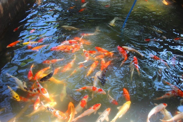 Nuôi bạt ngàn loài cá siêu đẹp, anh Luyện đút túi hơn 2 tỷ đồng mỗi năm - 9 Nuôi bạt ngàn loài cá siêu đẹp, anh Luyện đút túi hơn 2 tỷ đồng mỗi năm - 9
