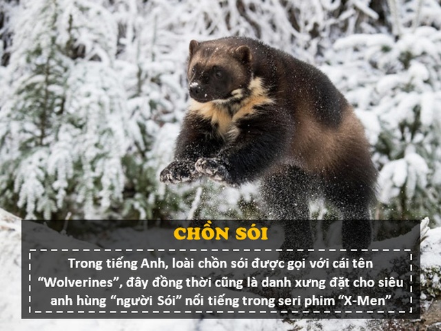 “Người sói” phiên bản thật 100%: Thể chất phi thường, hung hăng, tấn công cả gấu Bắc Cực - 1