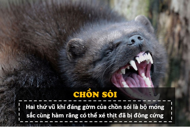 “Người sói” phiên bản thật 100%: Thể chất phi thường, hung hăng, tấn công cả gấu Bắc Cực - 3