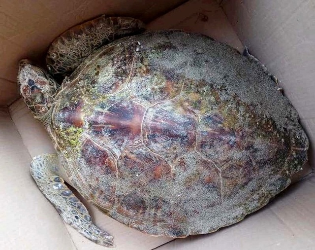 Con rùa nặng 12kg bị thương