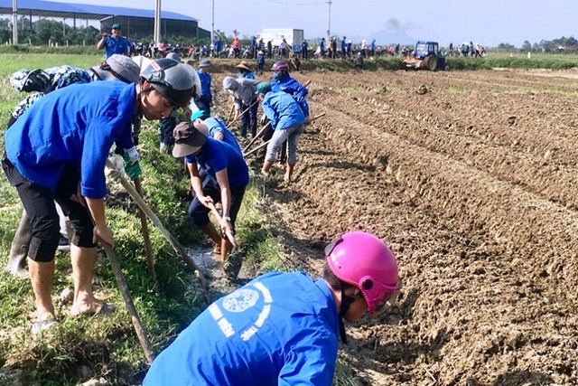 Đoàn viên thanh niên xứ Thanh làm mô hình “cánh đồng hoa cải” phát triển du lịch - 2