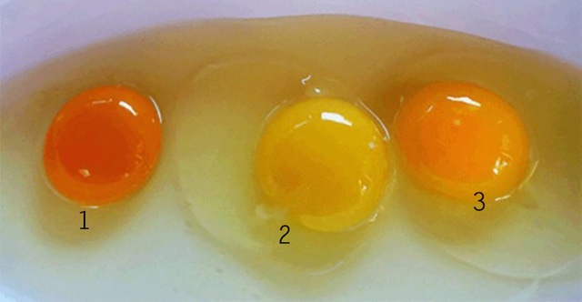 Lòng đỏ trứng gà có cho bạn biết gì về giá trị dinh dưỡng không? - 1 Lòng đỏ trứng gà có cho bạn biết gì về giá trị dinh dưỡng không? - 1