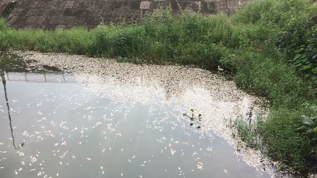 Hàng tấn cá chết bốc mùi hôi thối ở hồ nước giữa lòng thành phố - 1 Hàng tấn cá chết bốc mùi hôi thối ở hồ nước giữa lòng thành phố - 1