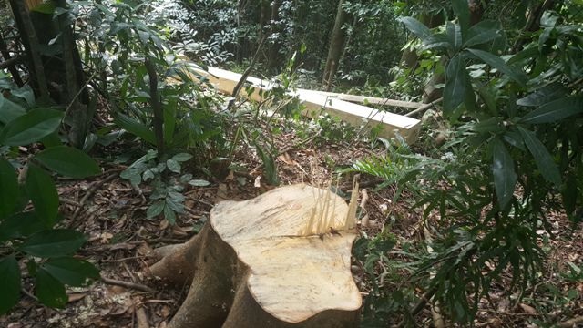 Trưởng phòng bảo vệ rừng bị kẻ lạ mặt hành hung tại trụ sở - 1 Trưởng phòng bảo vệ rừng bị kẻ lạ mặt hành hung tại trụ sở - 1