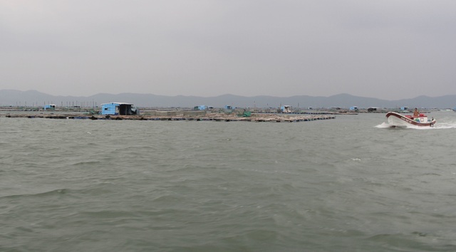 Quảng Ngãi đang mưa to gió mạnh, Phú Yên lo dân cố thủ giữ lồng bè - 5 Quảng Ngãi đang mưa to gió mạnh, Phú Yên lo dân cố thủ giữ lồng bè - 5