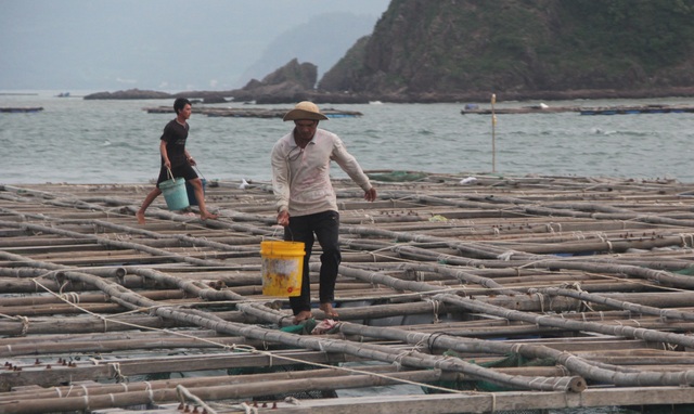 Quảng Ngãi đang mưa to gió mạnh, Phú Yên lo dân cố thủ giữ lồng bè - 6 Quảng Ngãi đang mưa to gió mạnh, Phú Yên lo dân cố thủ giữ lồng bè - 6
