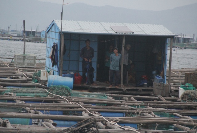 Quảng Ngãi đang mưa to gió mạnh, Phú Yên lo dân cố thủ giữ lồng bè - 4 Quảng Ngãi đang mưa to gió mạnh, Phú Yên lo dân cố thủ giữ lồng bè - 4