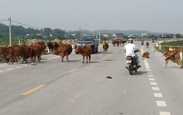 Hà Tĩnh lại mở đợt cao điểm xử lý trâu bò thả rông trên quốc lộ - 1 Hà Tĩnh lại mở đợt cao điểm xử lý trâu bò thả rông trên quốc lộ - 1